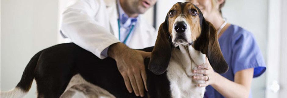 Лечение собак в ветеринарной клинике Мос-Вет 24 - Бабушкинский